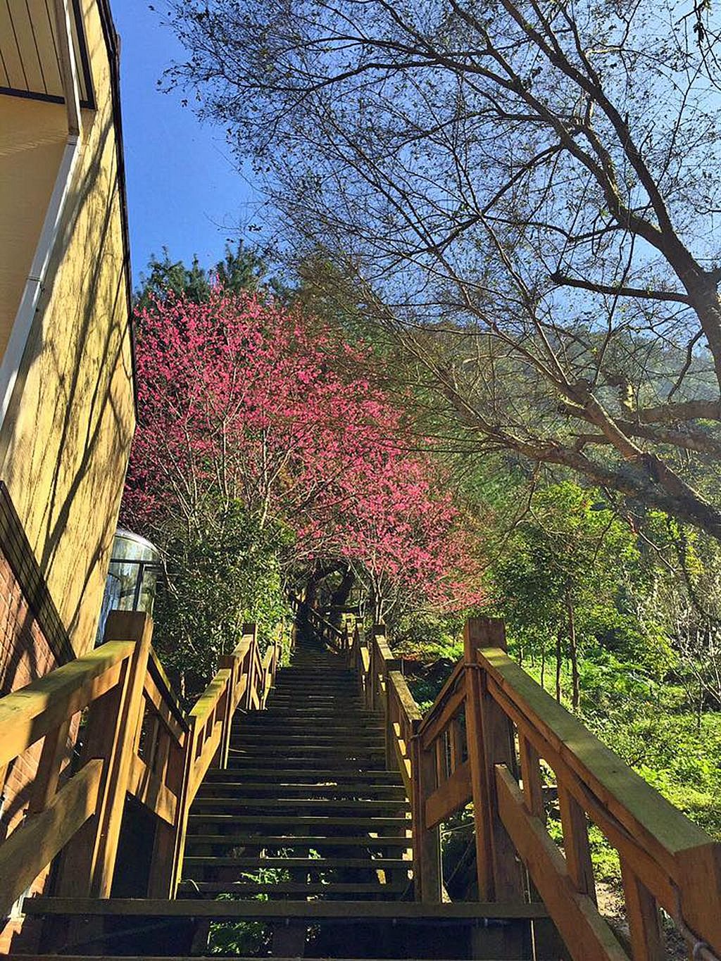 雲閒居櫻花步道